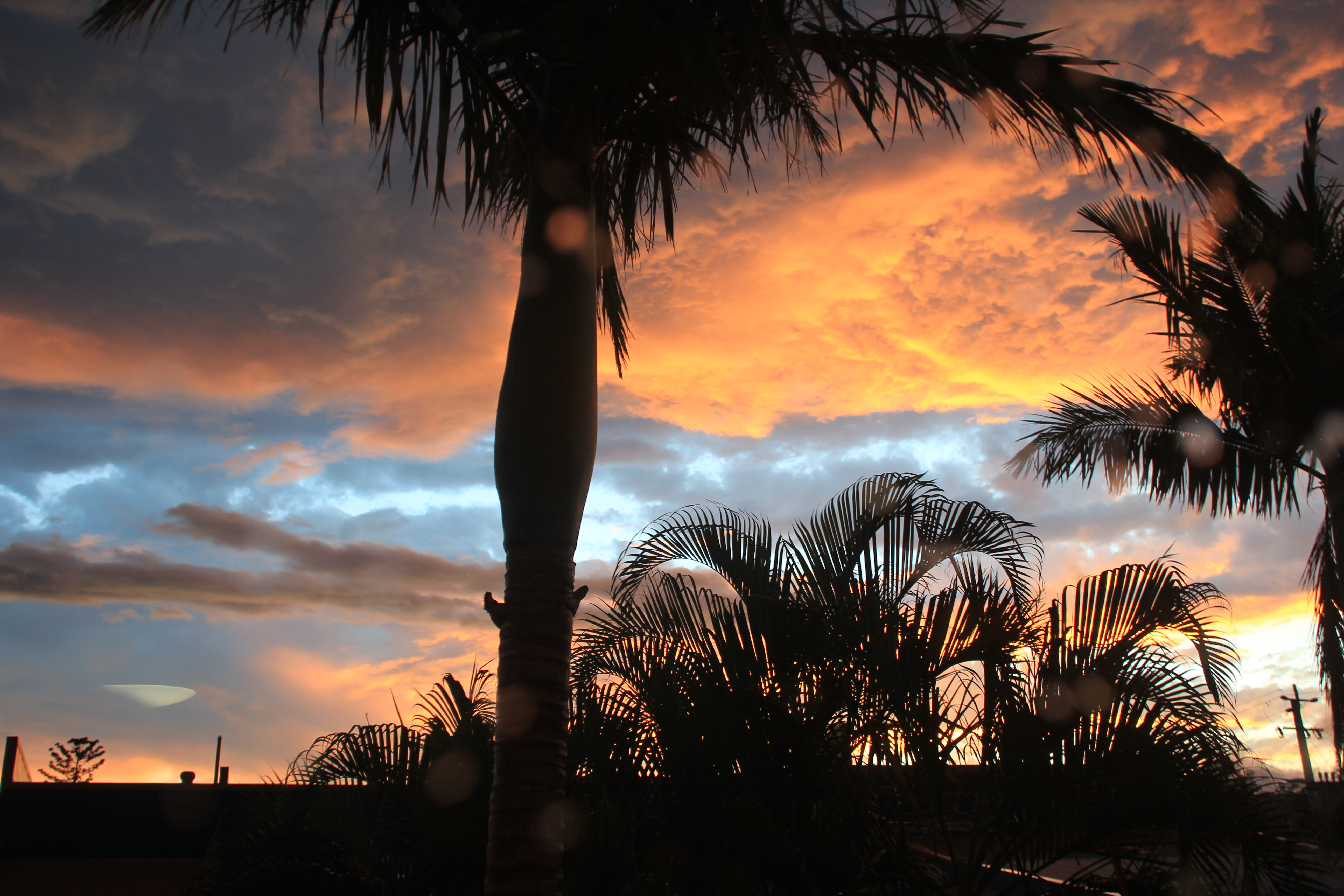 Palm trees silhouetted against an orange sunset