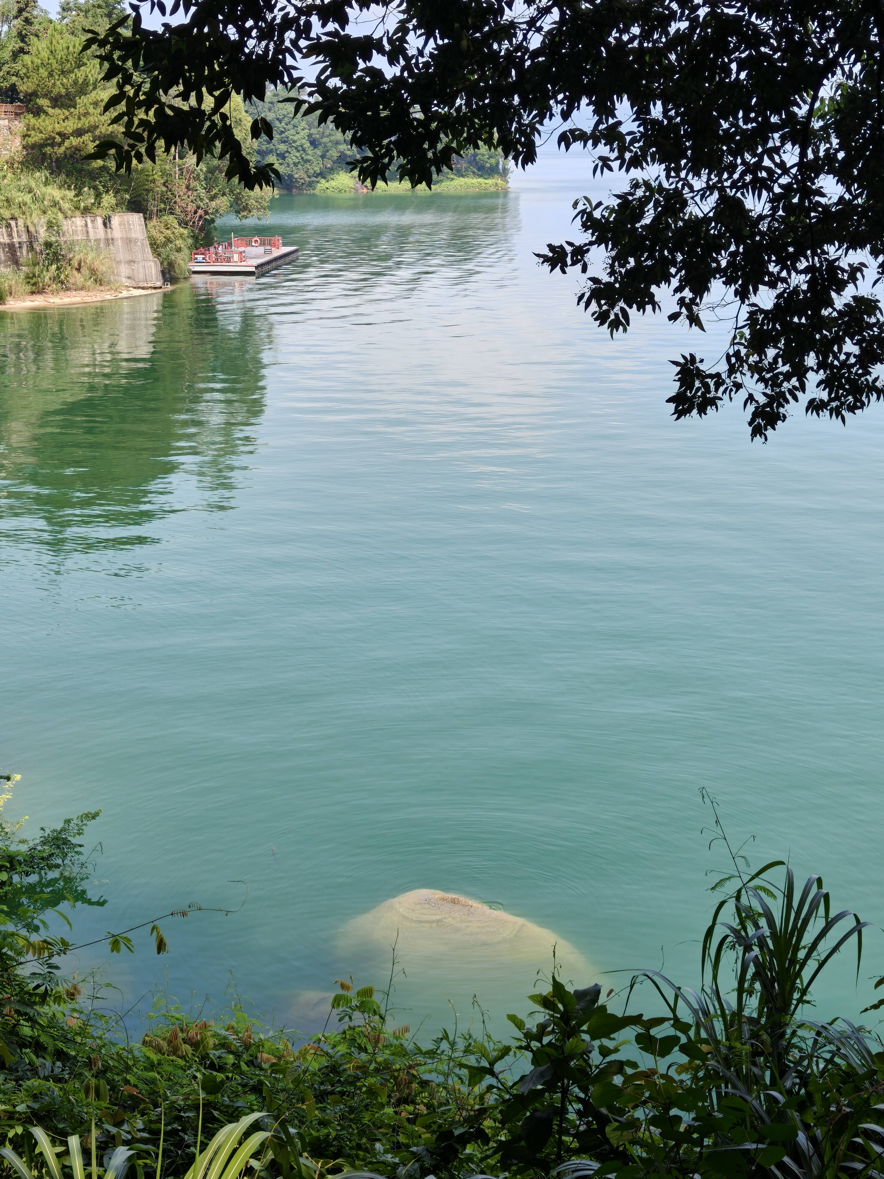 A calm lake beneath overhanging trees