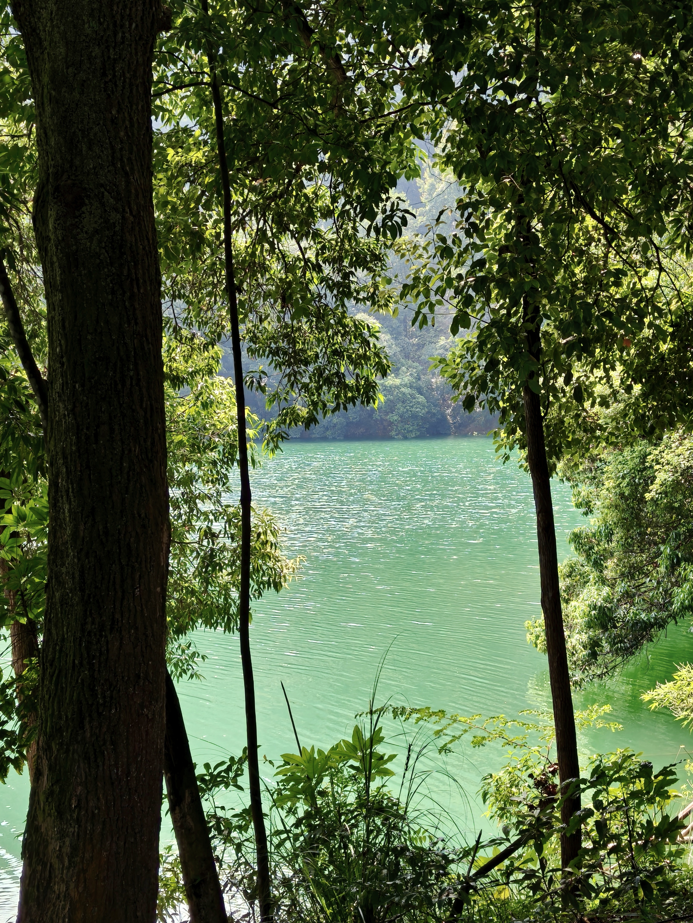 A glimpse of the lake between trees
