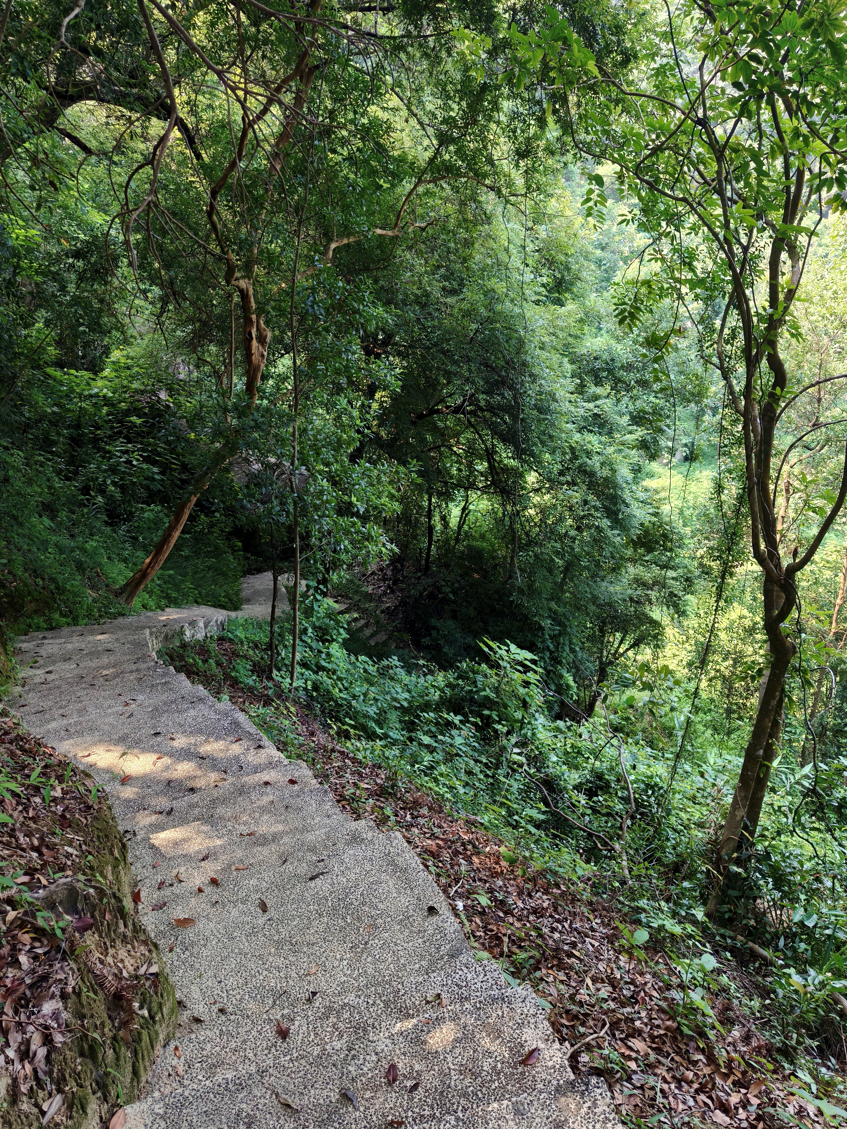 A winding lakeside path through the forest