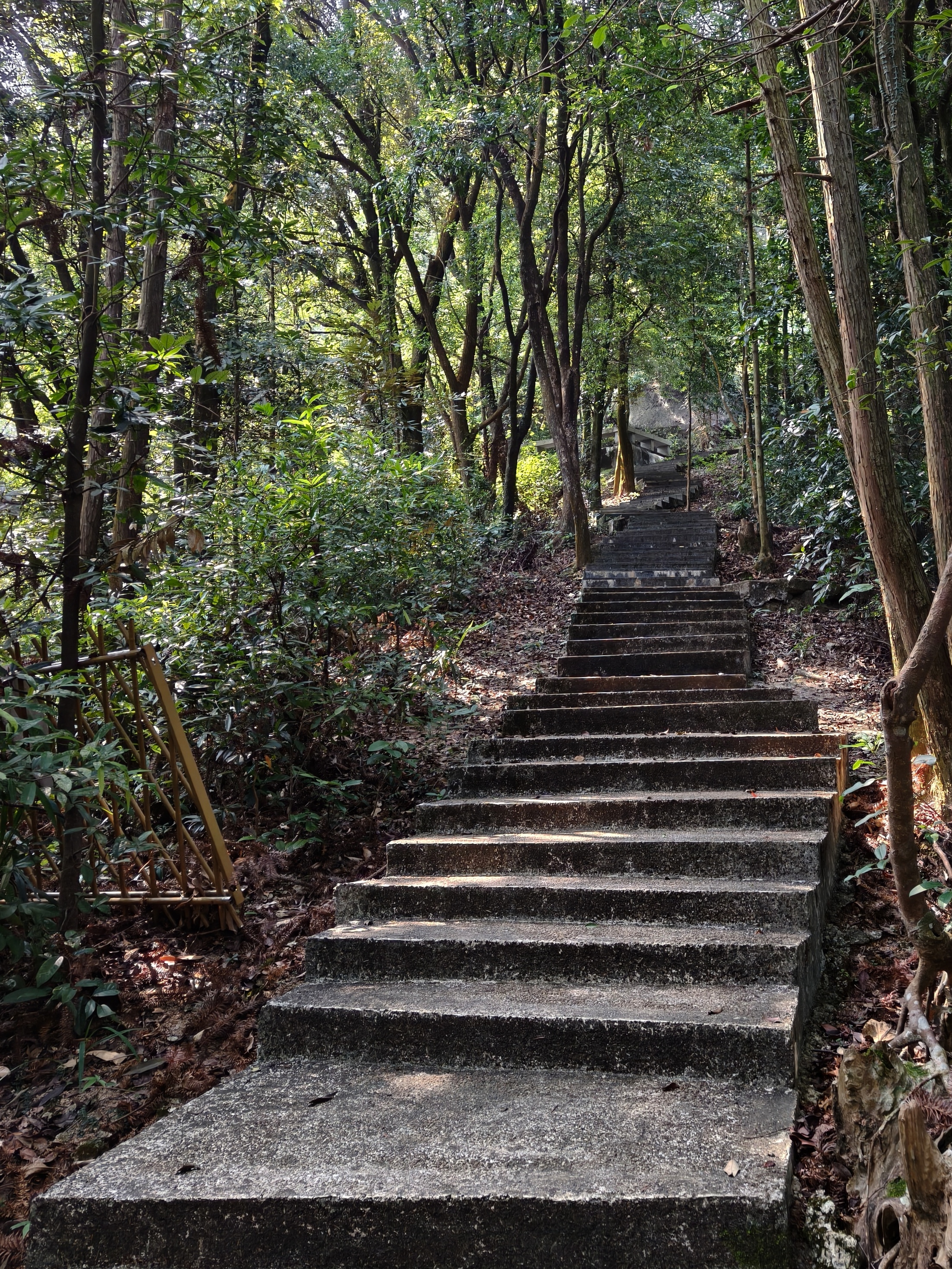 Stone steps climbing through the trees