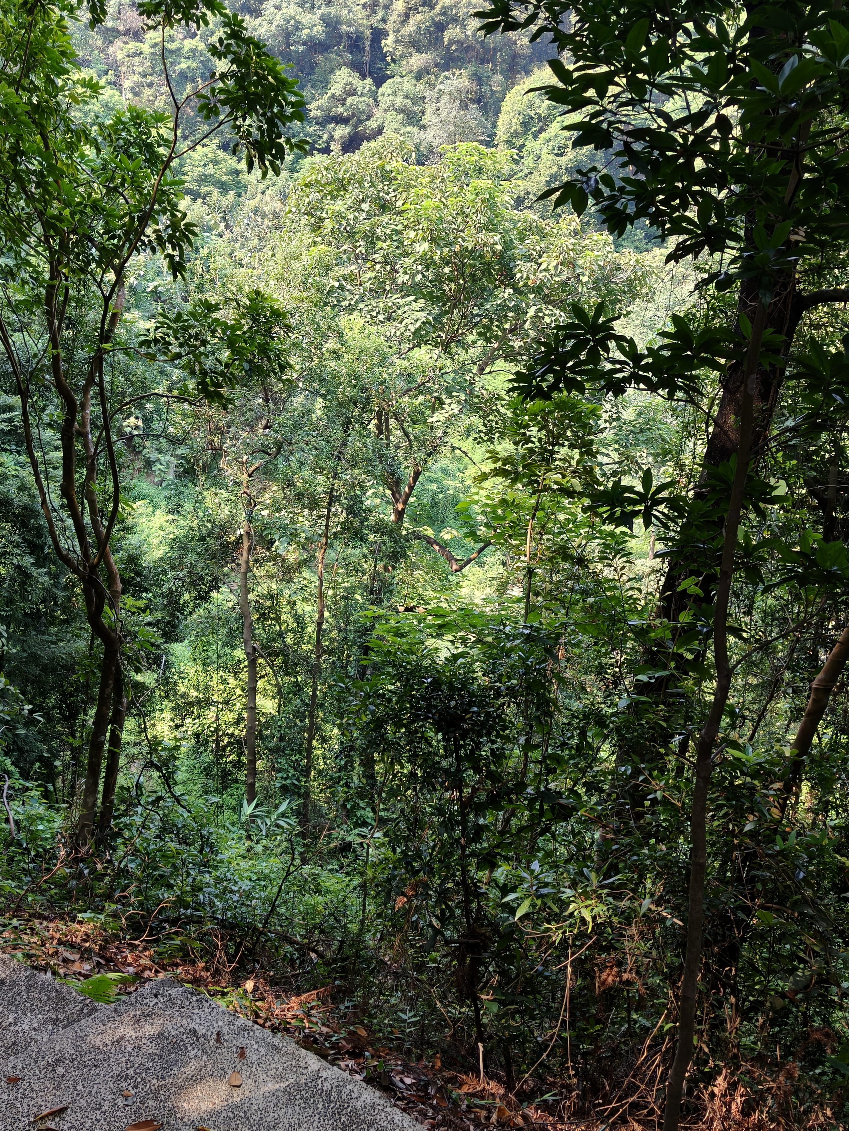 Dense woodland by the lake