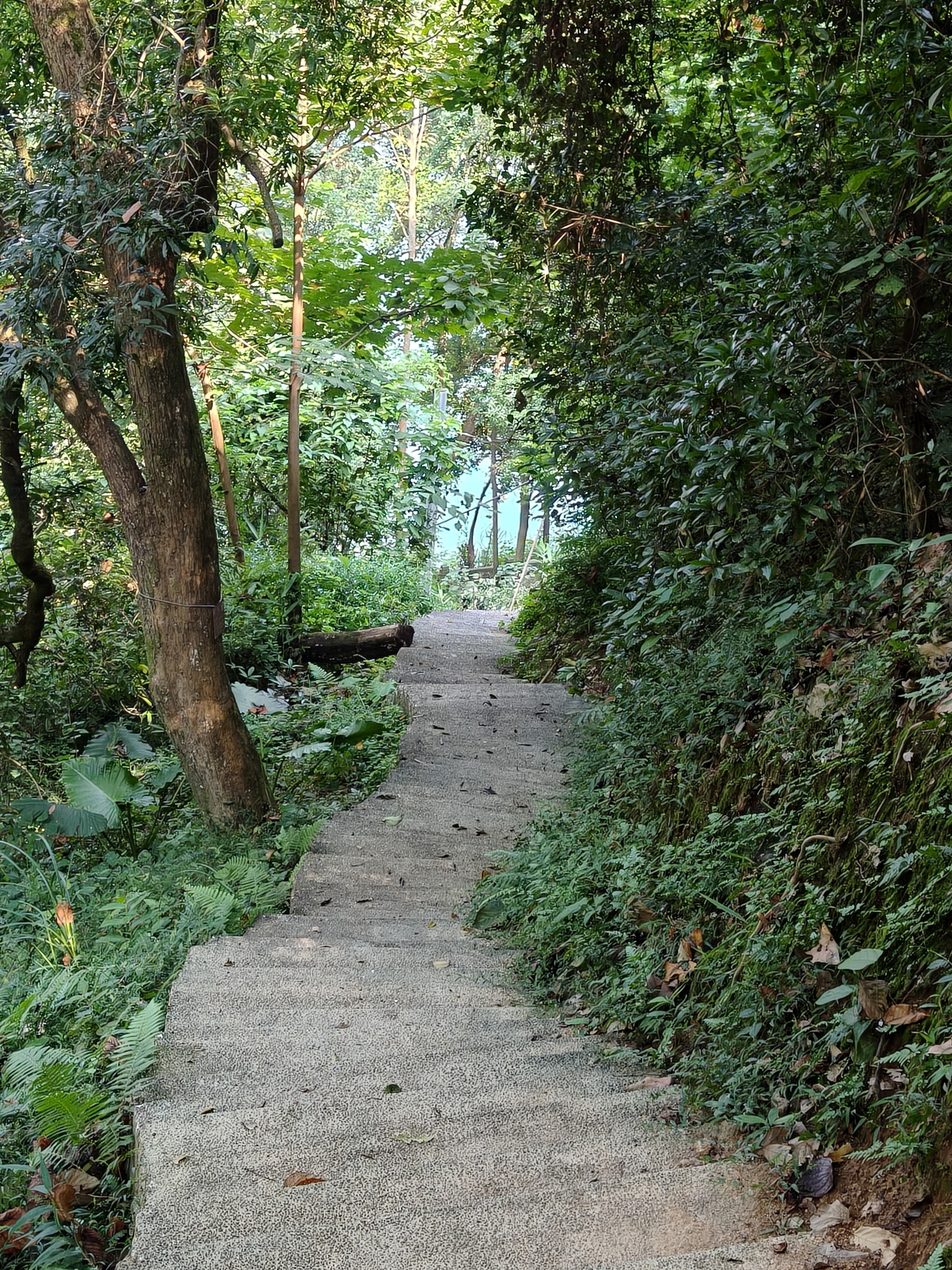 A curving stone path beneath leafy trees