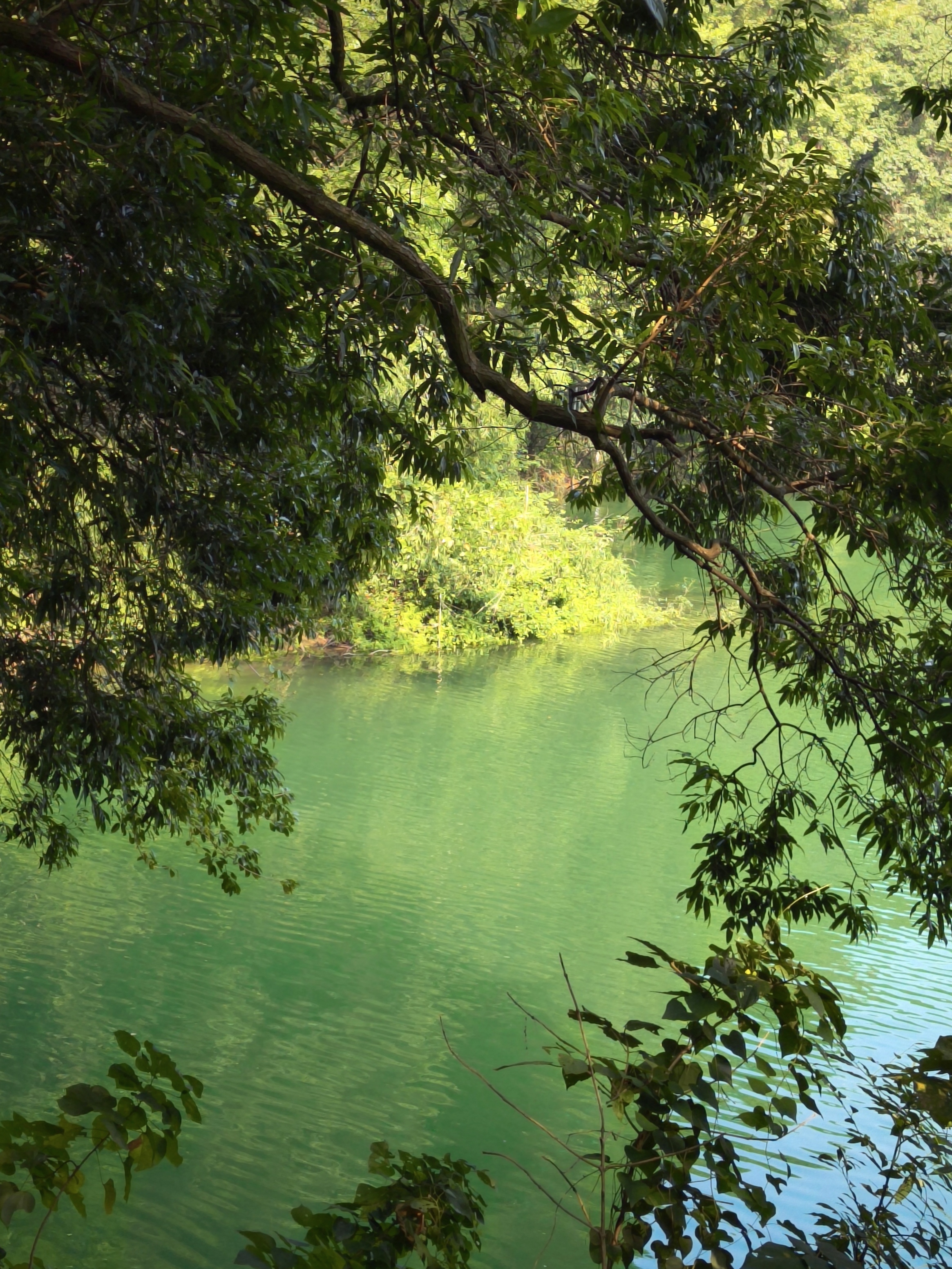 Sunlit trees beside green lake water