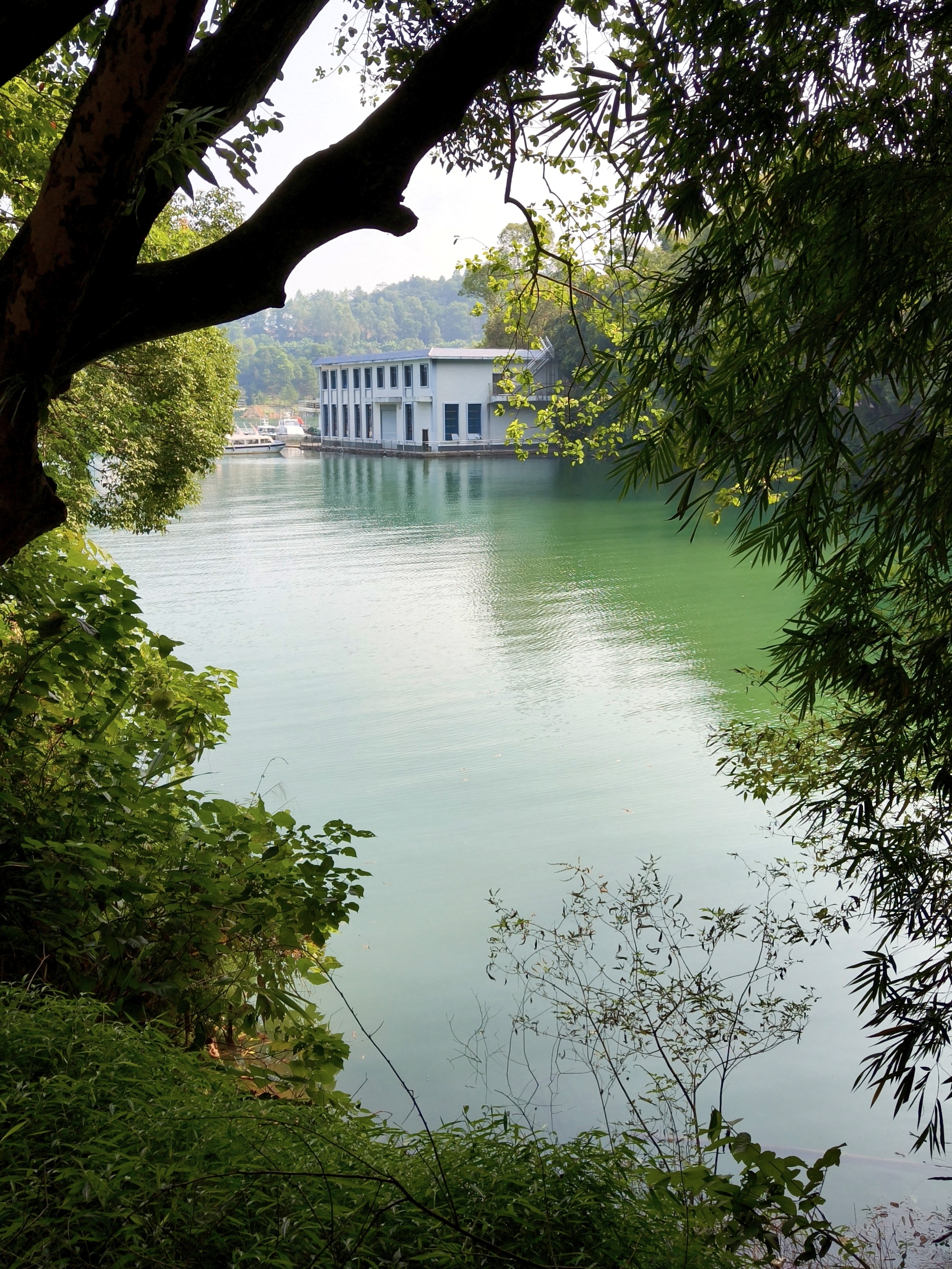 An open stretch of lake framed by tree branches
