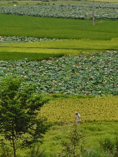 阳光下的大片绿色田地