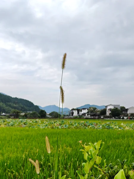 田野里的一株高草与远山