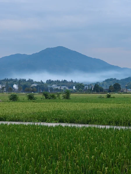 田野、树木与远处的蓝色山峦