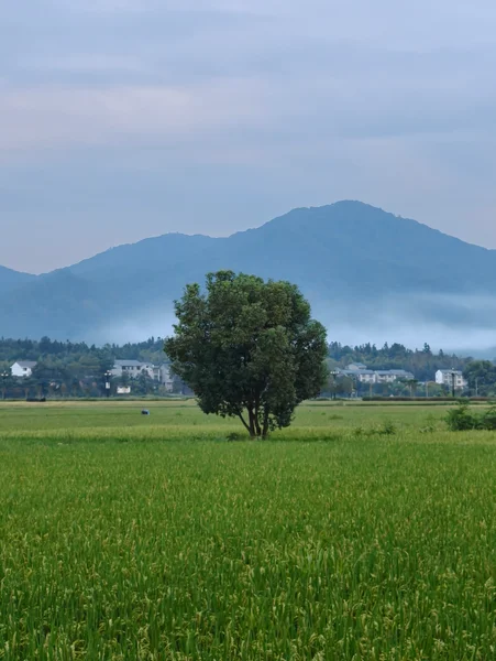 稻田中的树与远处群山