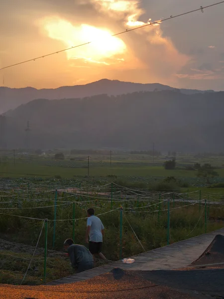 落日映照的山坡与田地